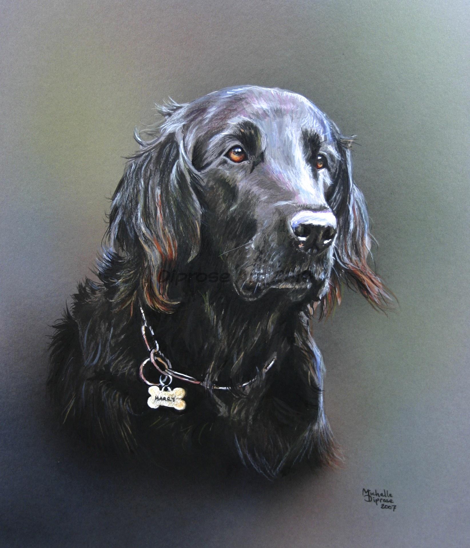 Mixed media on board - approx A4 - Harry was a very special dog who I knew very well and was friends with my old boy.  He was also a very handsome Flatcoat with a lovely kind nature.