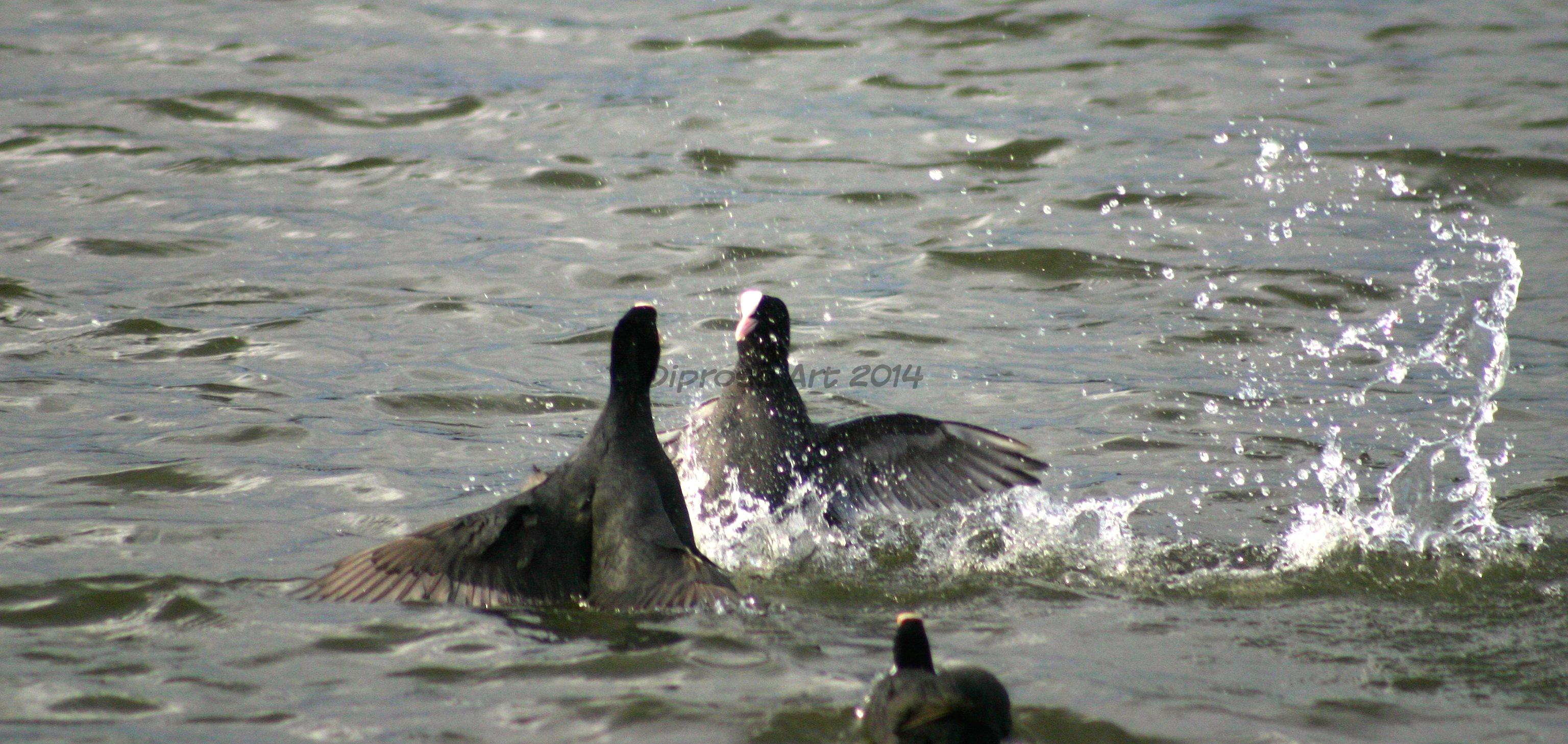 Coots having a splashy punch up