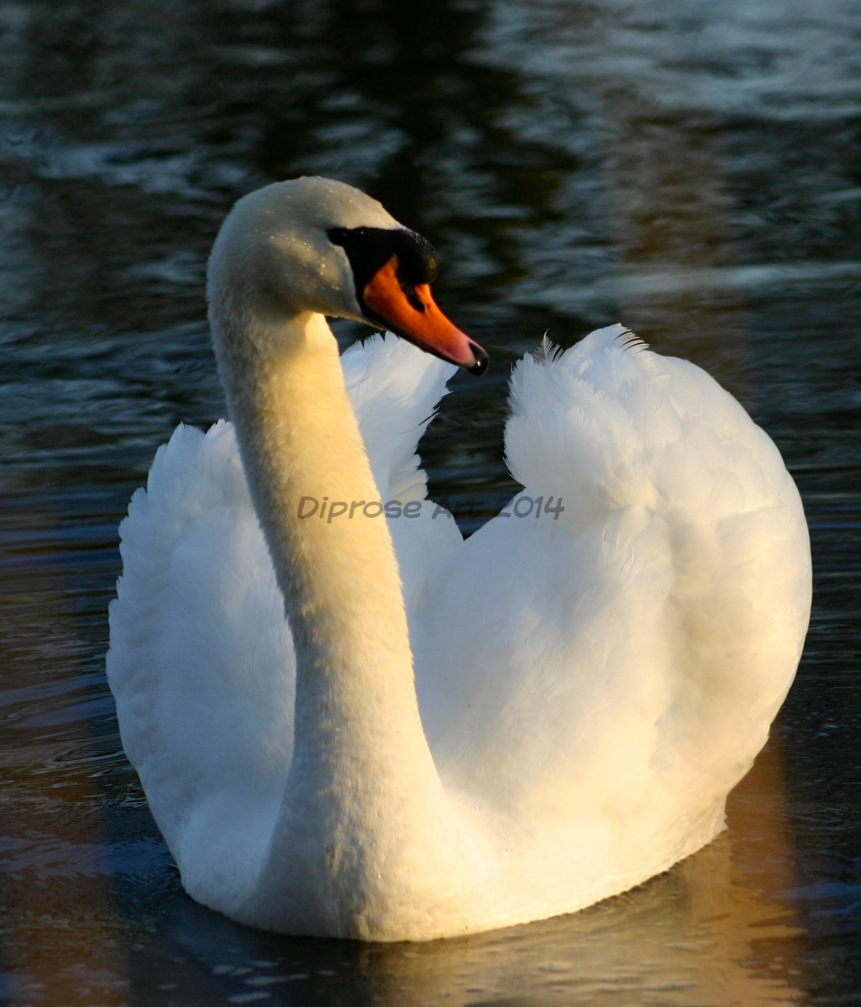 this is how I think of Mute Swans