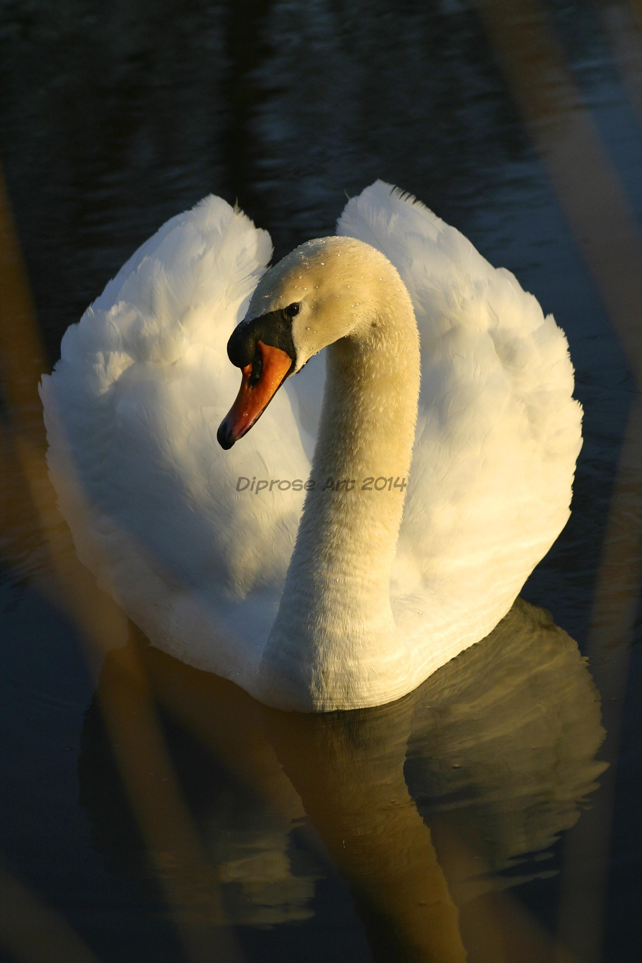 another view of the mute swan who was giving me quite a display
