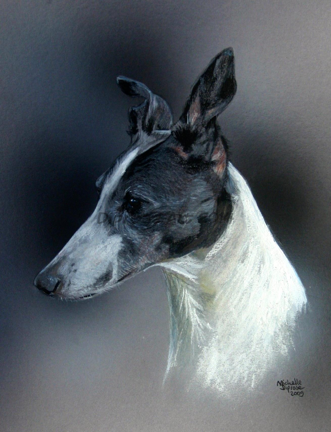 Charcoal and Conte Black &amp; White on grey card - approx A4 - pet dog drawing - Phoebe was a black and white Greyhound - drawn in black and white.