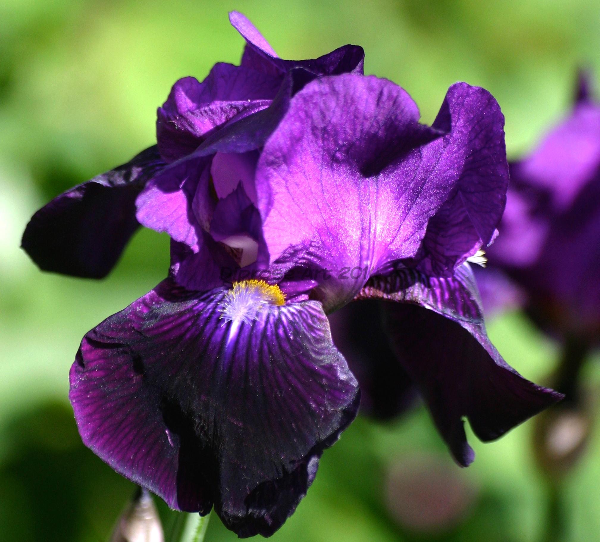 look at the detail on this lovely deep iris