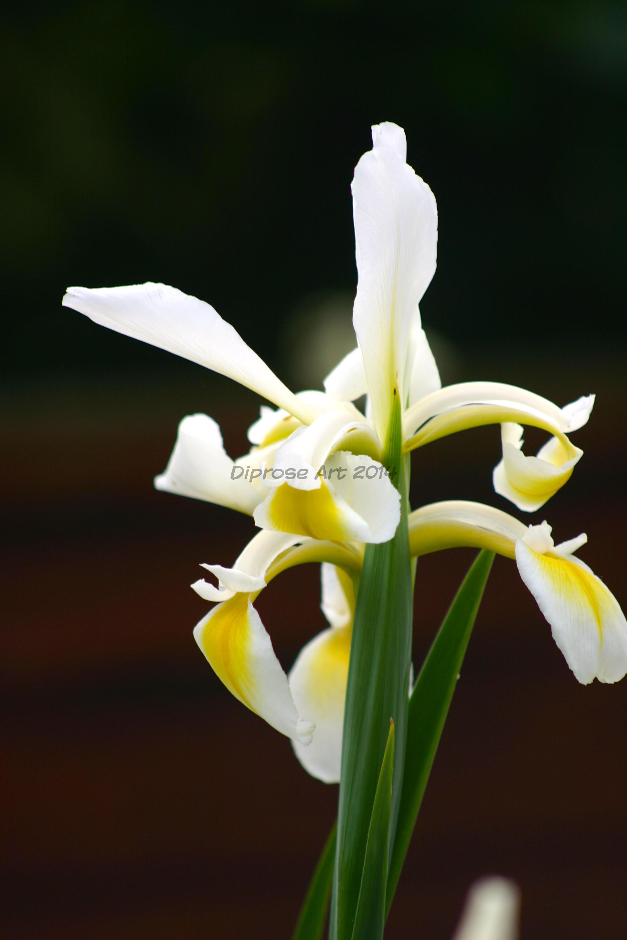 totally different shape this delicate white iris