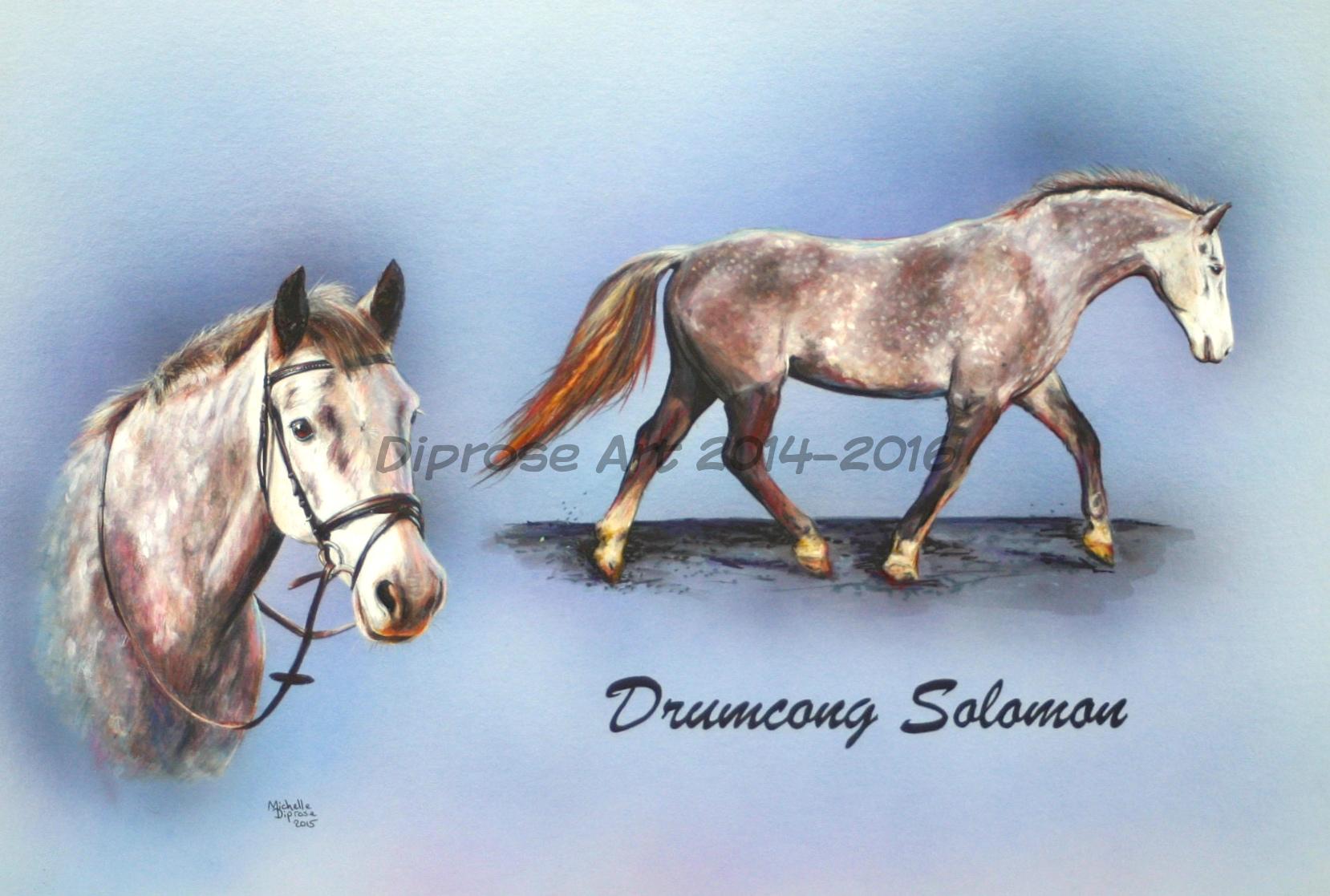 Acrylics on board - approx A3 - horse portrait - Drumcong Solomon - known as Solo - is a dark dapple Connemara.  Dapple grey proved to be one of the hardest colours I have ever painted - rewarding though