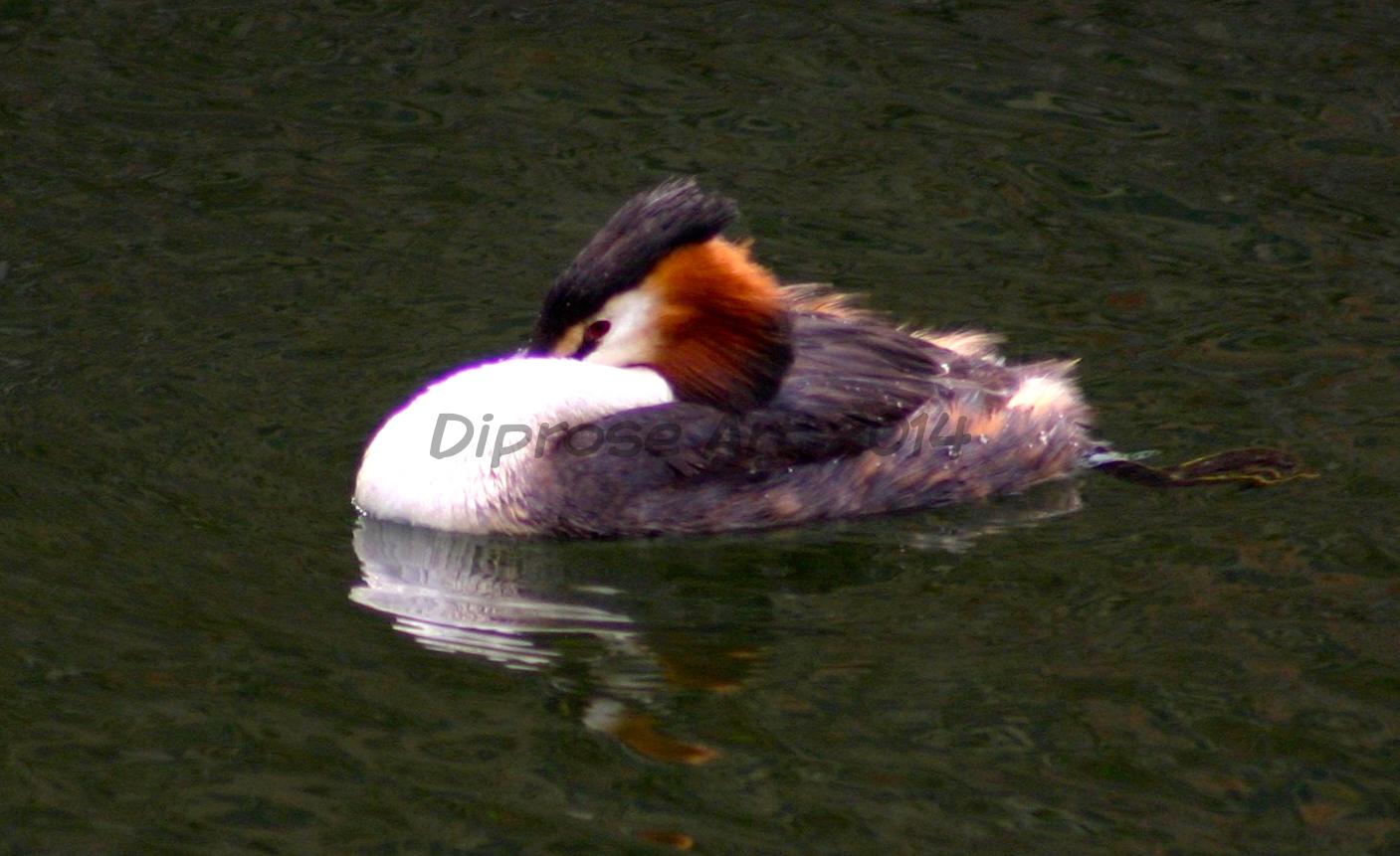 I like the way this Grebe tucked itself in - made a lovely shape