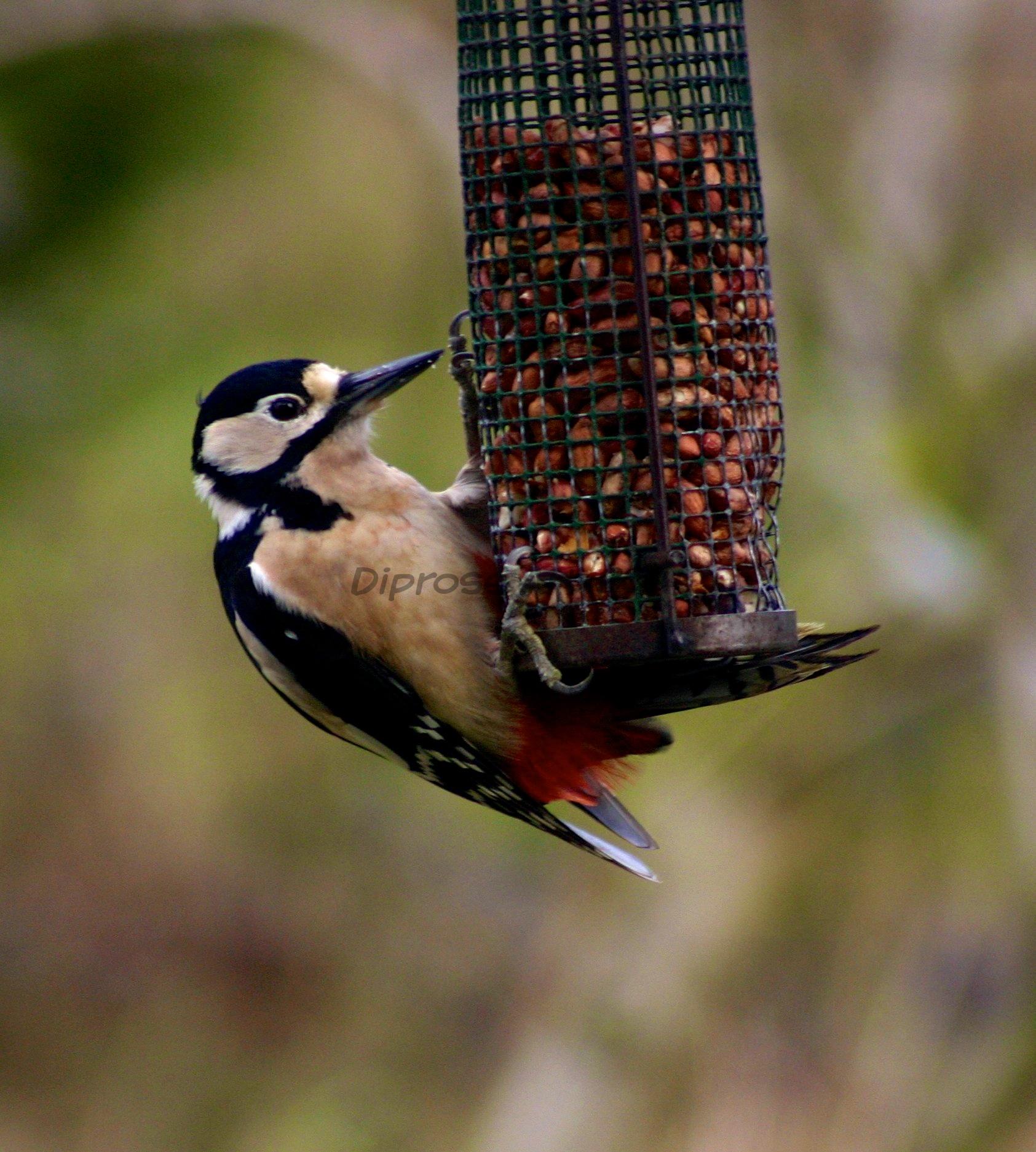 This hooligan somewhat took over my bird table - I forgave him because he was so eye catching however