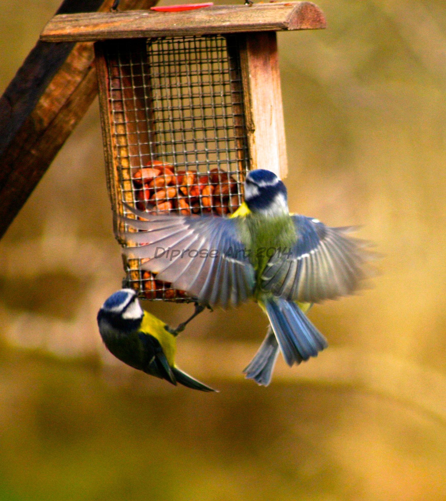 Blue tits on my bird table - before the woodpecker comes back  . . . 