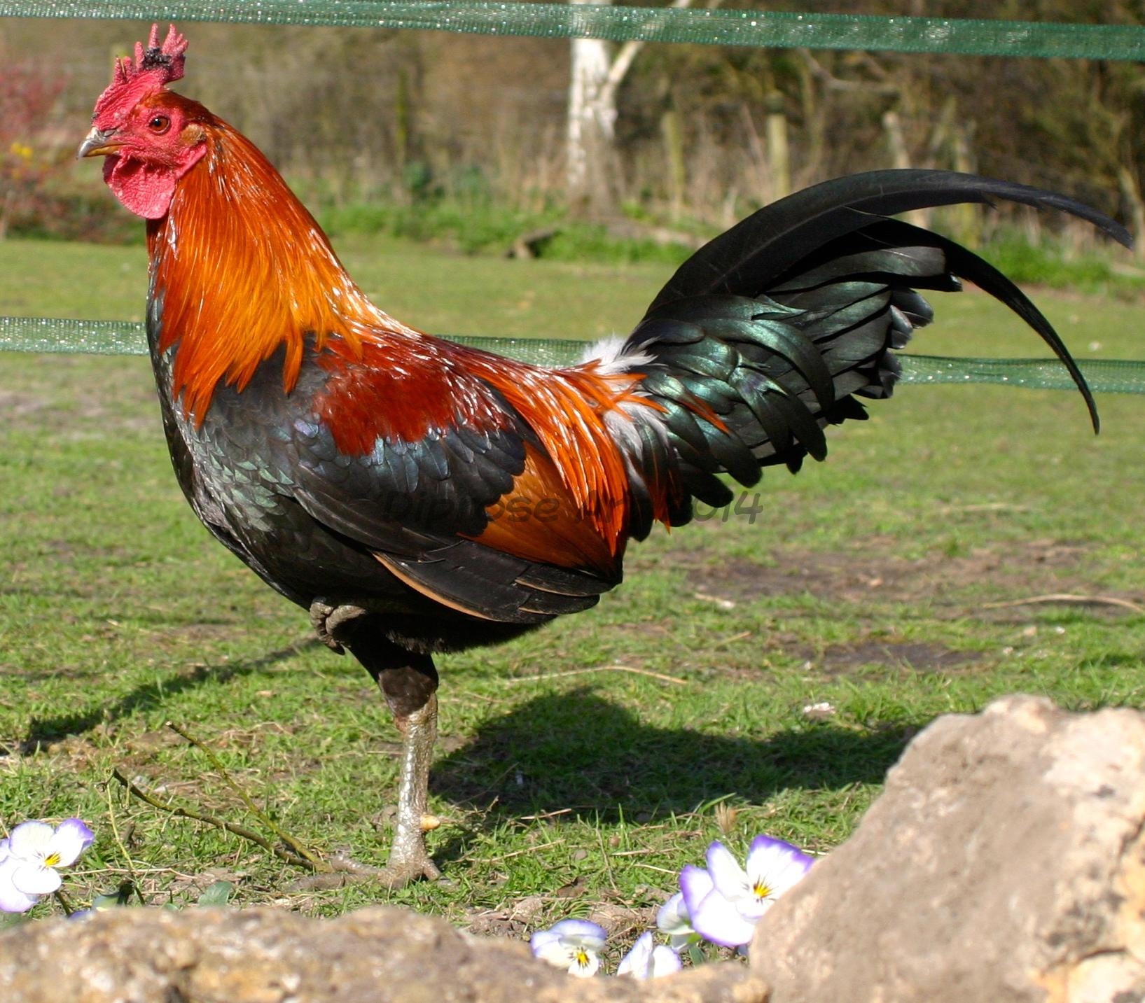 This gorgeous bird is a traditional cockerel - he has the most amazing colours