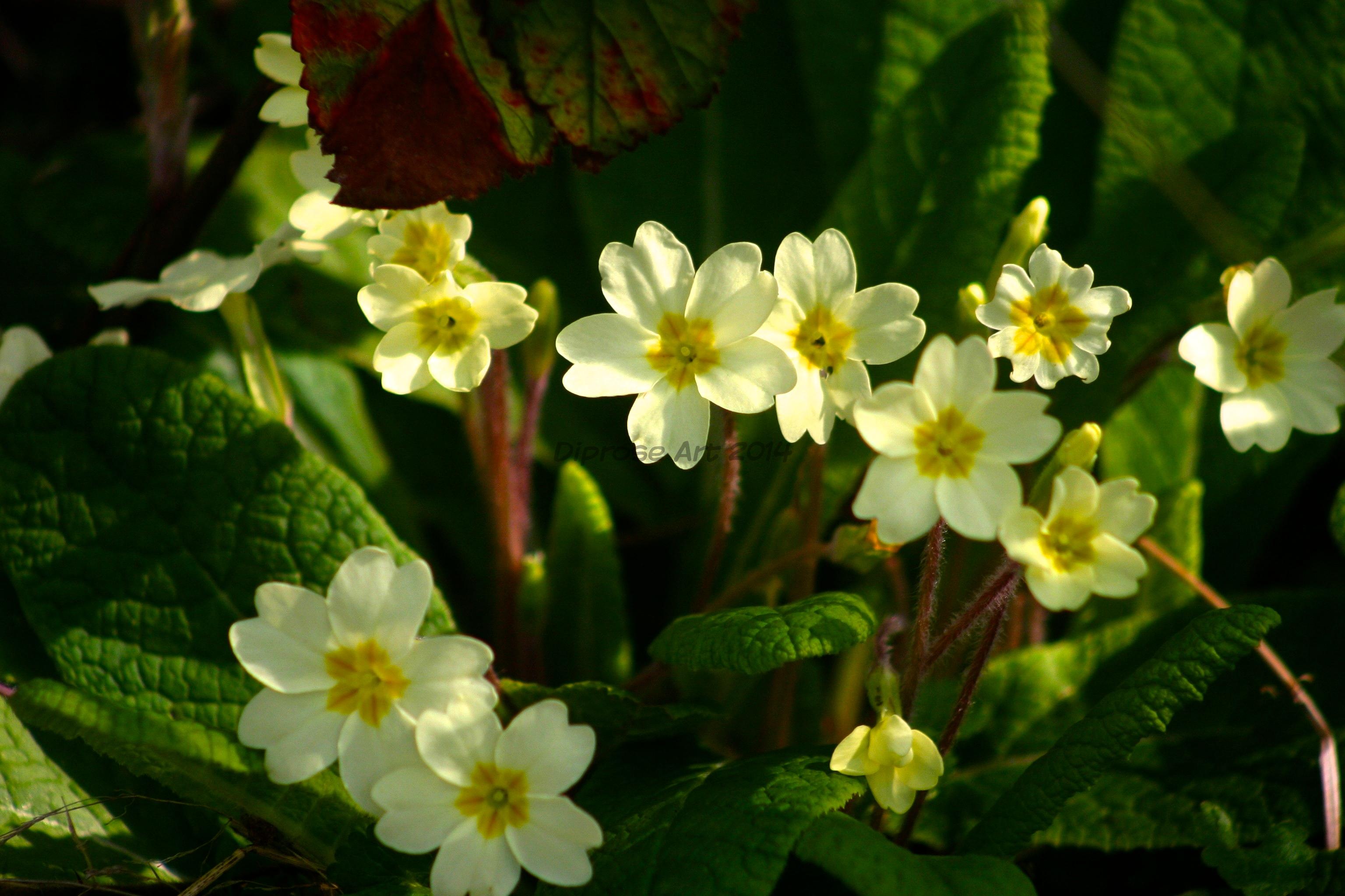 When I see the first wild primroses peeping through it makes me think that Spring is really on it&#039;s way