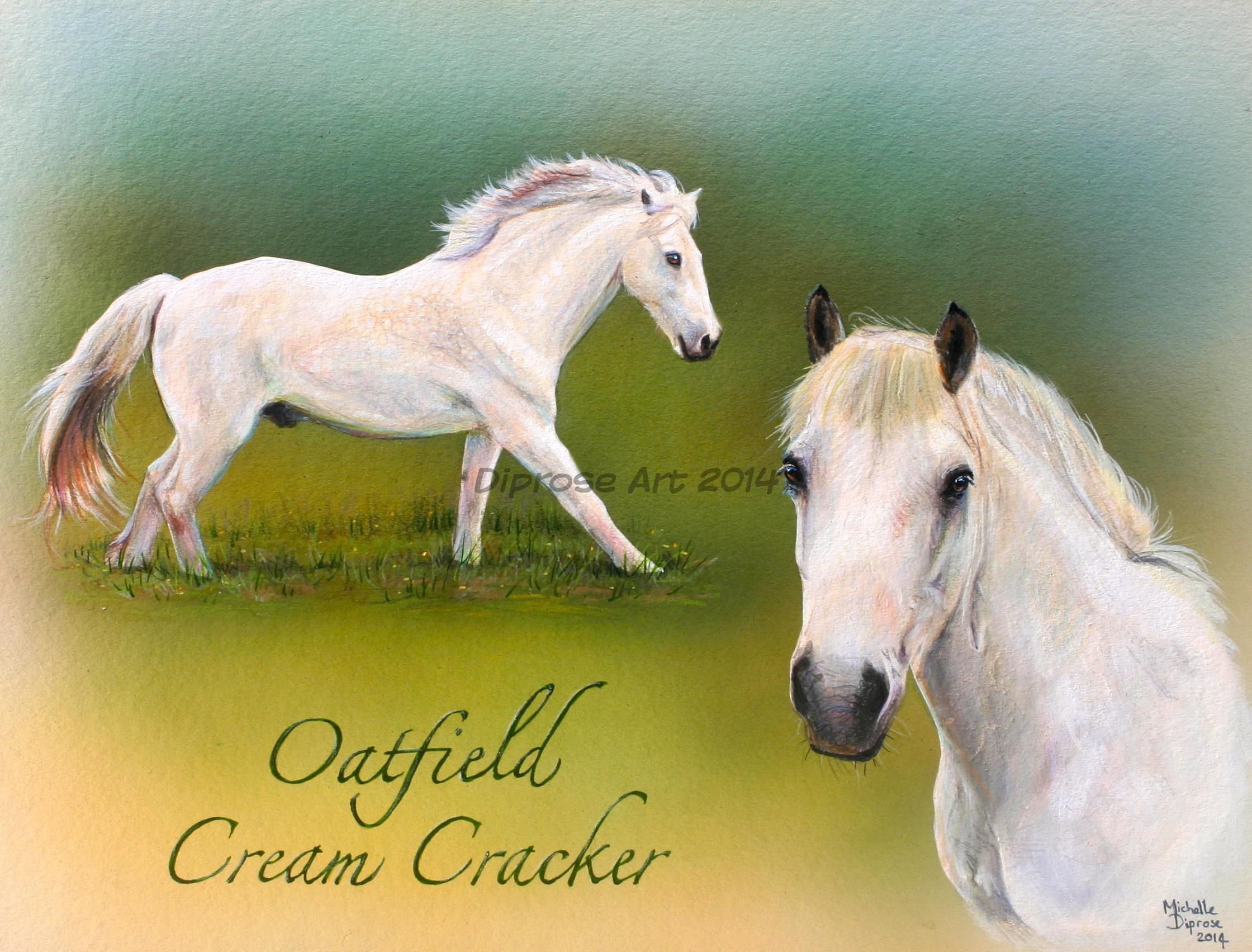Acrylics on board - approx A3 - horse portrait - Cracker is a Connemara and a lovely natured horse. When he was younger he was a cream dun but he is now much whiter.  He still has it however and showed off a treat for his photos, gorgeous boy.