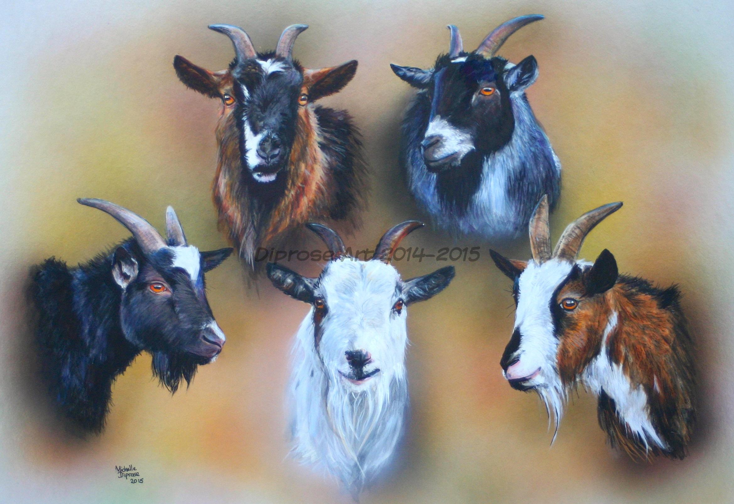 Acrylics on board - approx A2 - pygmy goat portraits - all these girls are very different!  1st time I have painted goats - get fun
