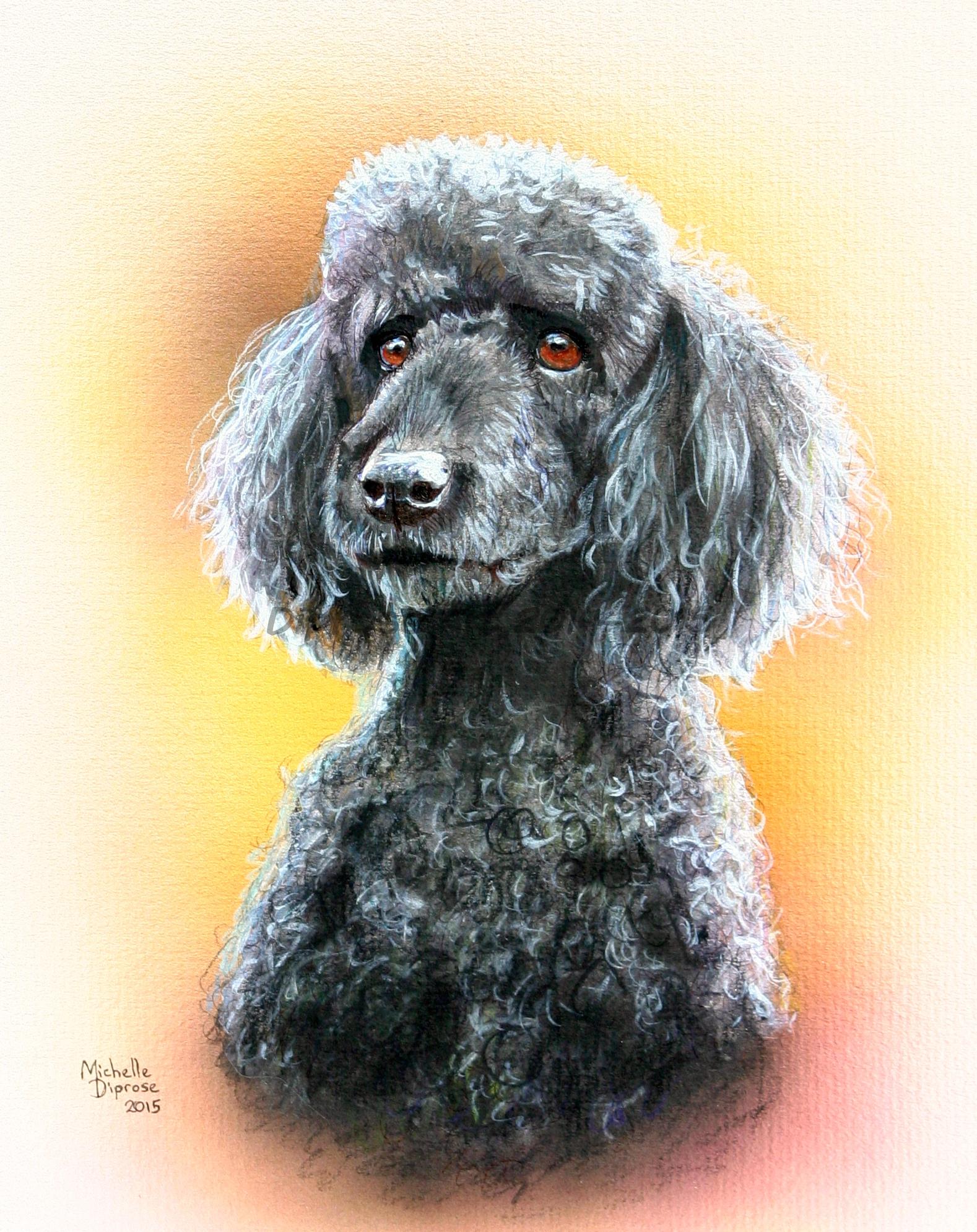 Acrylics on board - approx A4 - pet dog portrait - Zak is a standard poodle so he&#039;s a big boy and full of character - I think he has a very expressive face - he was avidly watching my chickens when I took the photos for reference for his portrait!