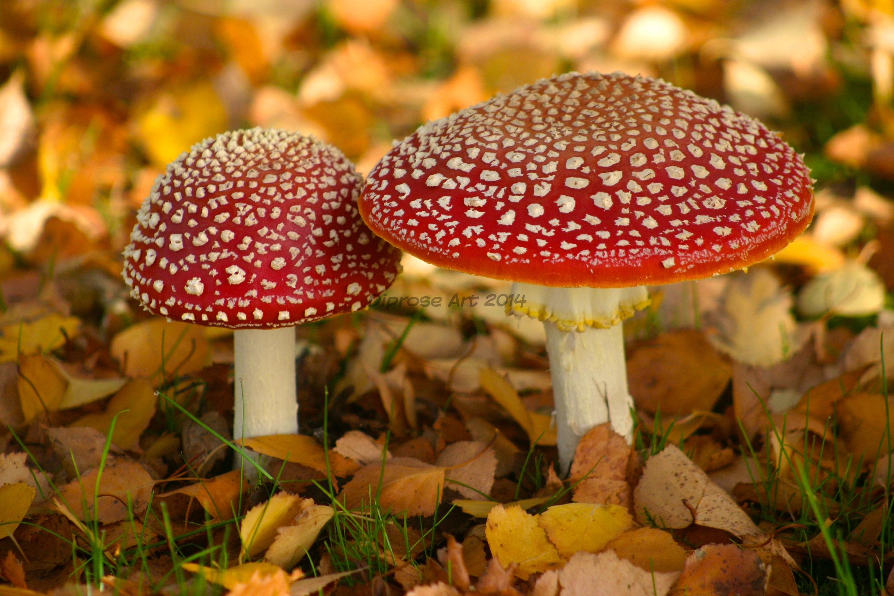 I find fungi fascinating - and Fly Agaric are my favourites - proper fairy toadstools