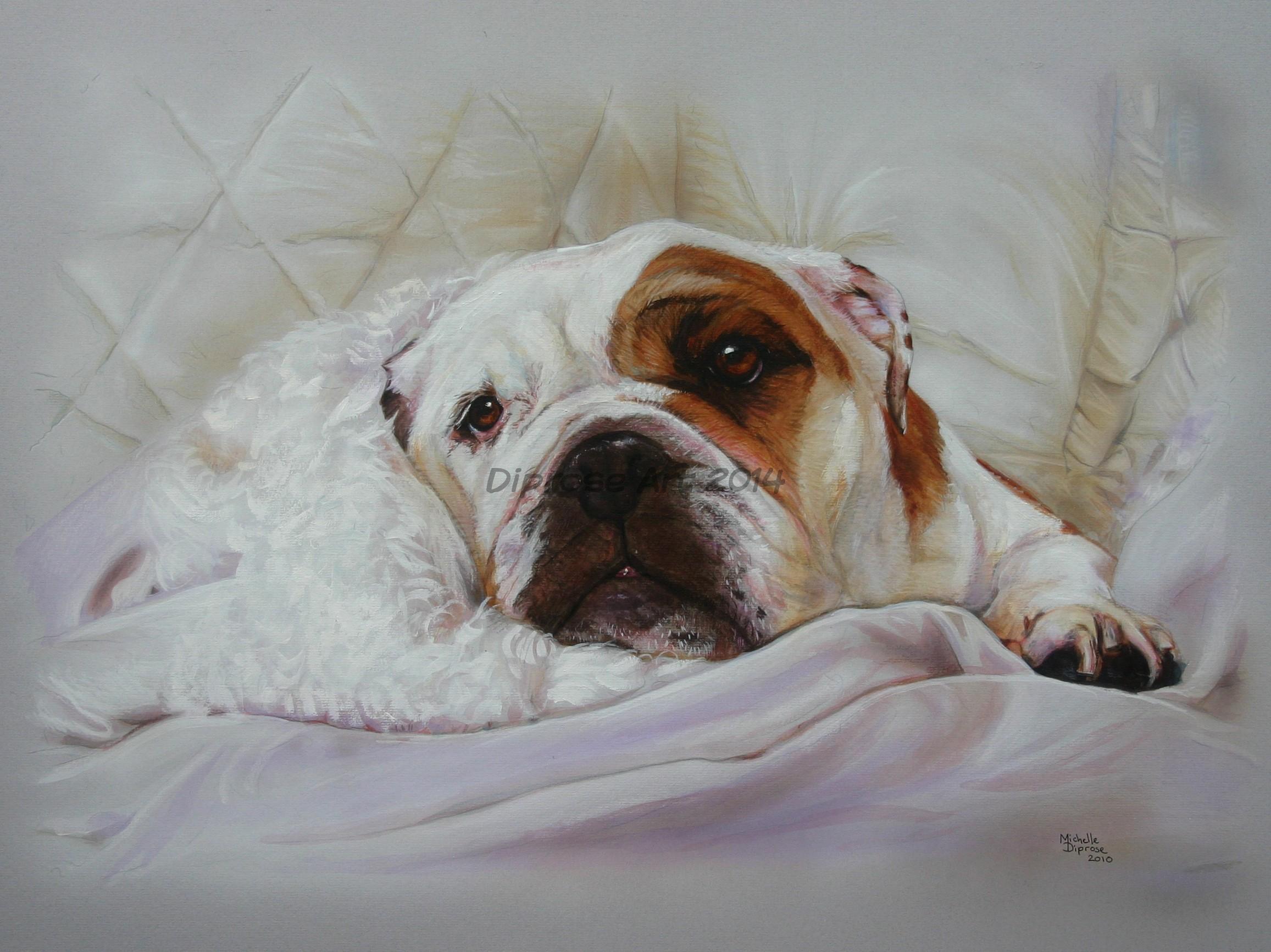 Acylics on board - approx A1 - pet dog portrait - Rosie the bulldog snuggled in her favourite blanket.