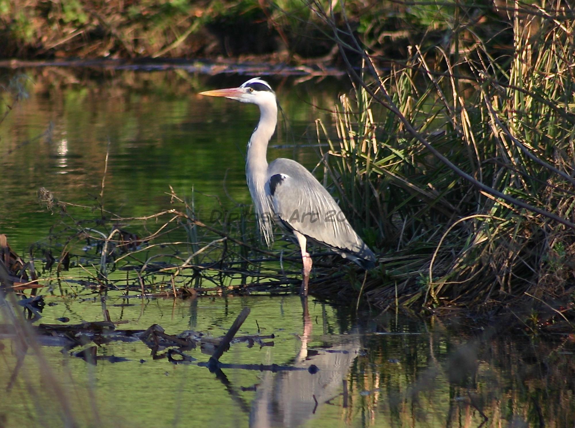 Another Heron - this time wading - I think they are elegant