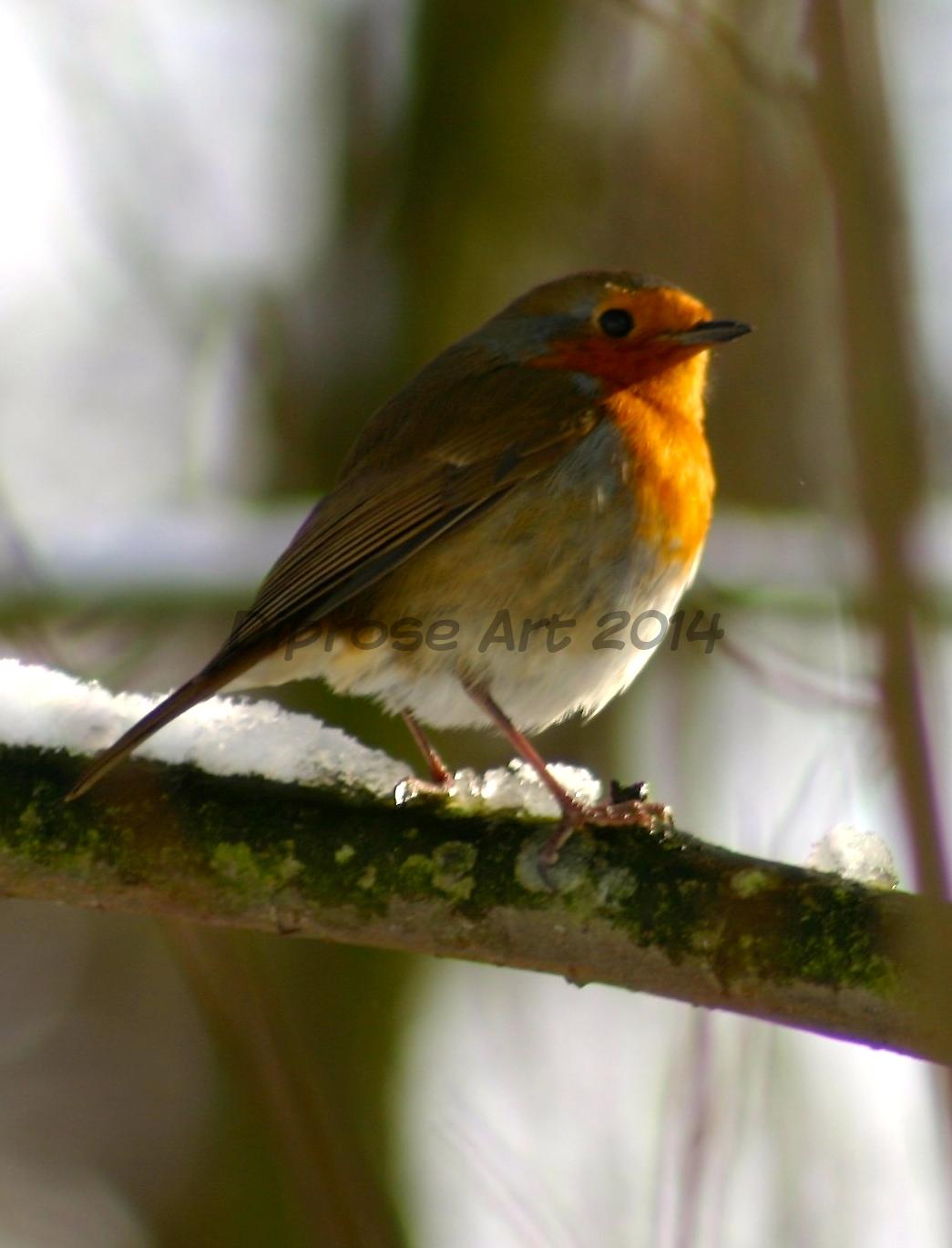 This is actually a different Robin - not my stalker