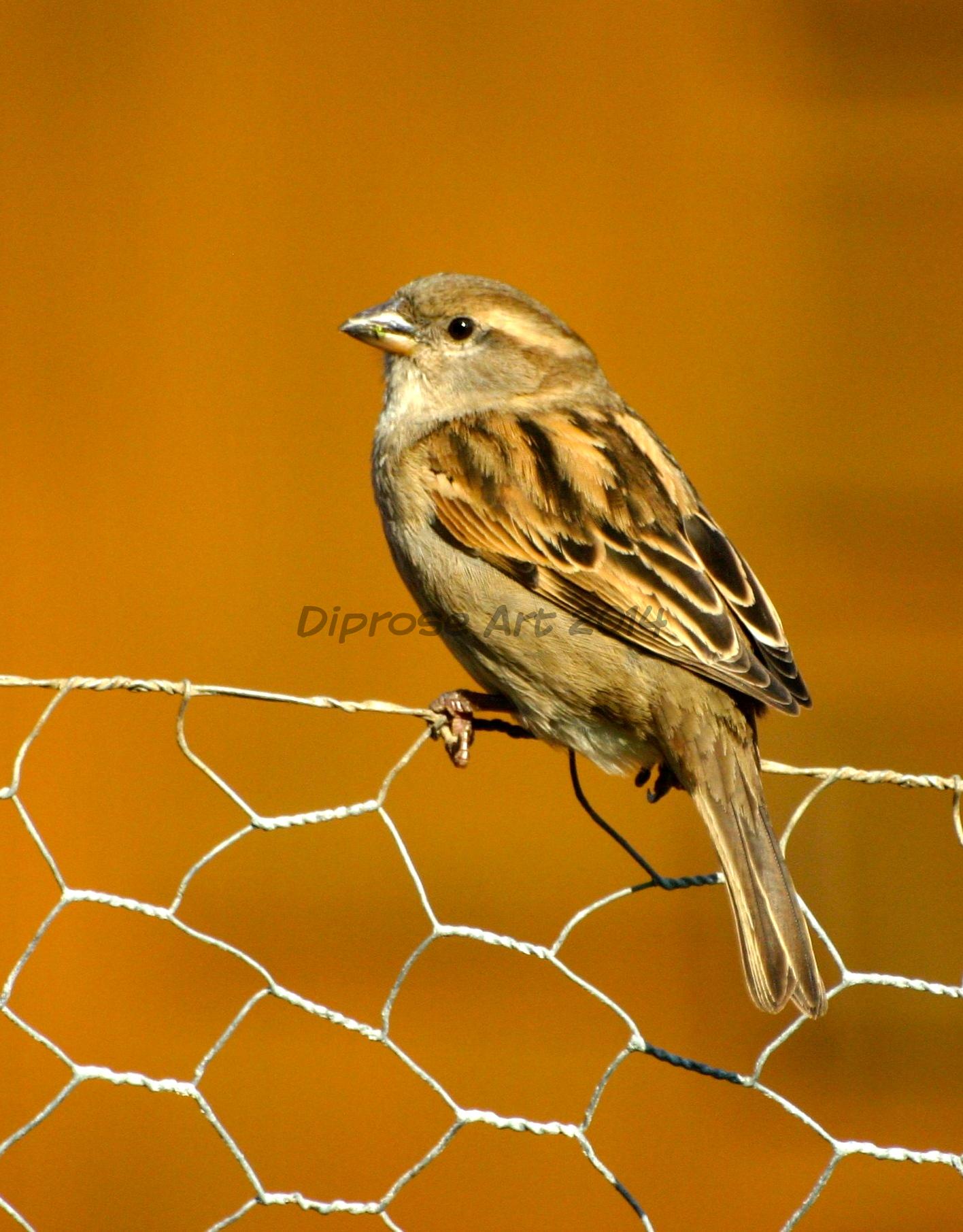 female house sparrow this time - does this make her a Housewife Sparrow?