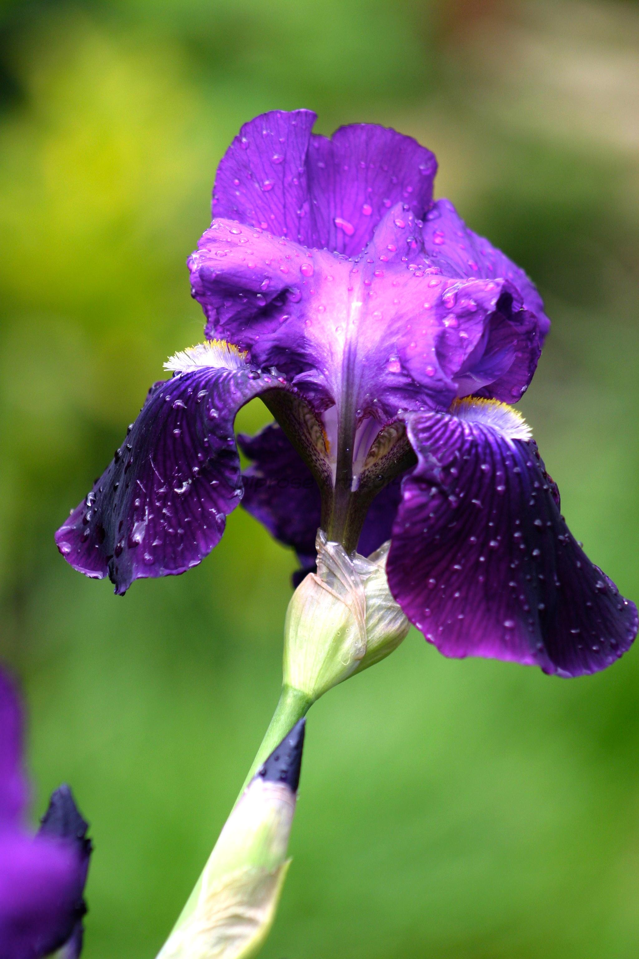 The shapes of Iris are so beautiful and I really like the depth of colour
