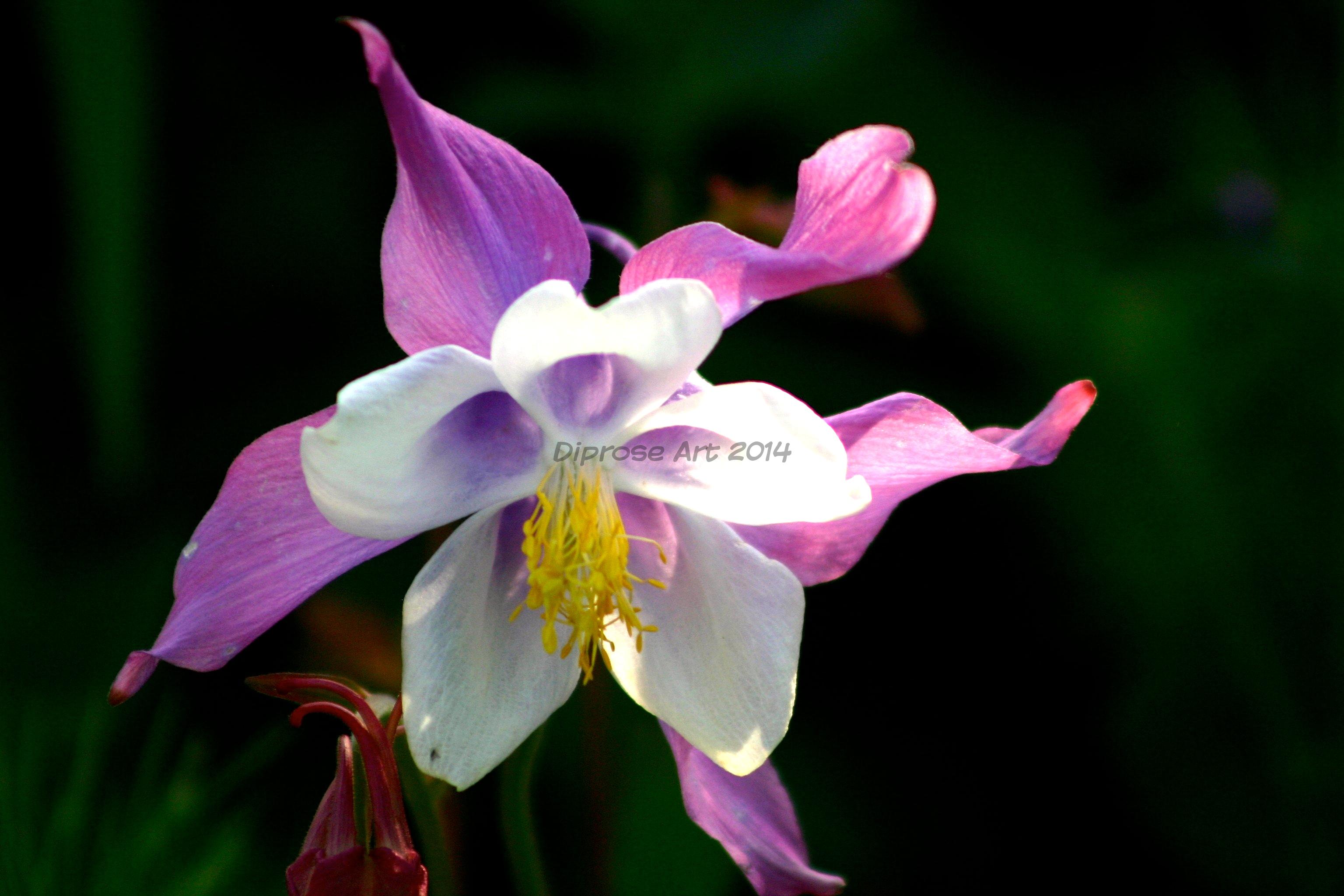 Aquilegia again but this one is the softest shade by comparison 