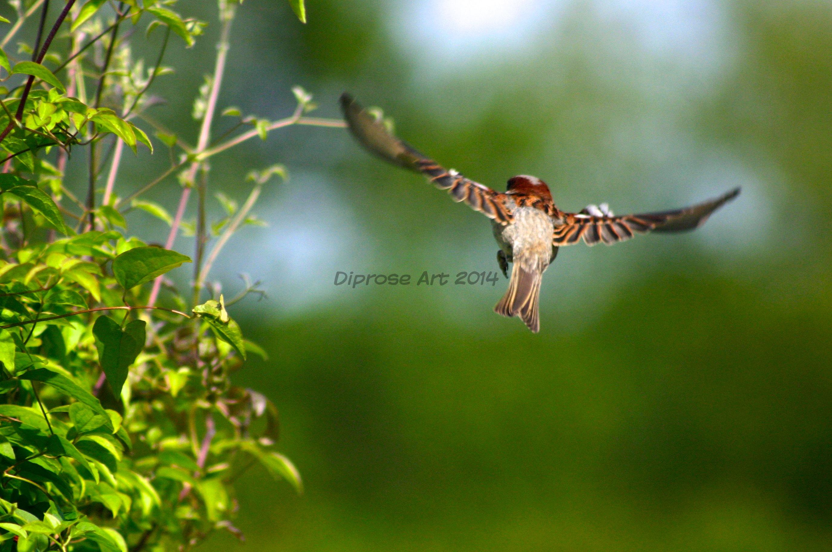 the shape of the sparrow in flight in surprisingly beautiful 