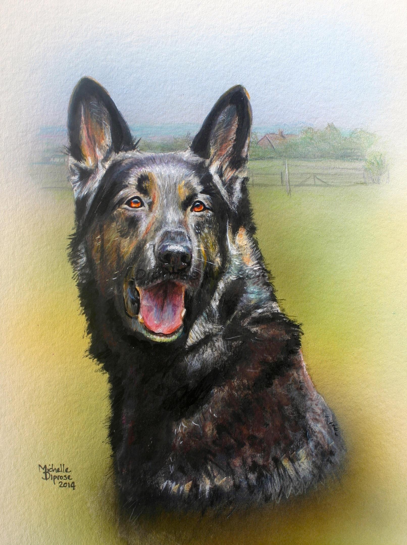 Acrylics on board - approx A4 - pet dog portrait - Ella is a black German Shepherd dog although she has gold highlights in her coat - she was also rather camera shy but we got some nice photos in the end . . . with bribery!
