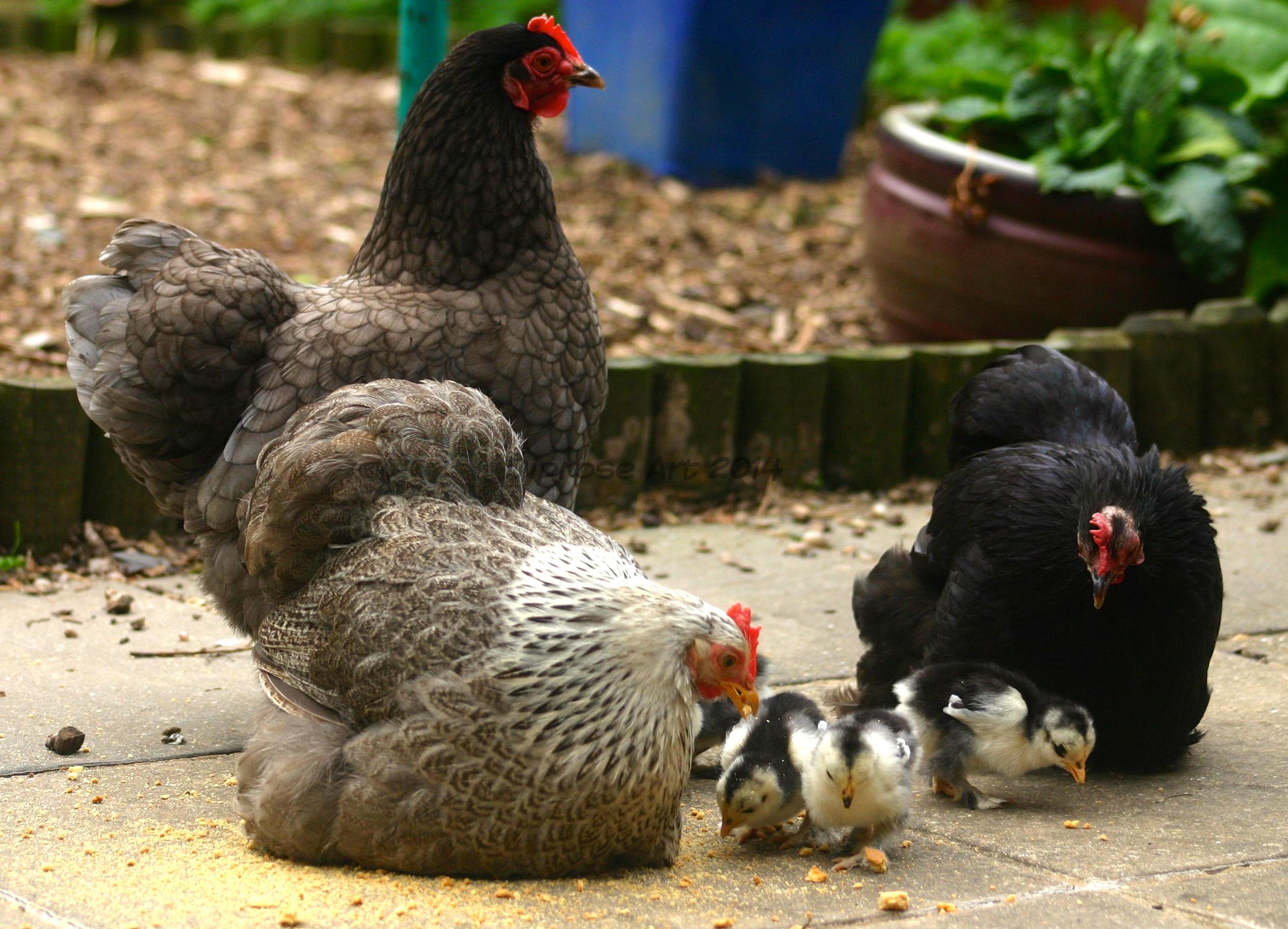 I loved these portly little bantam hens - like fussy tea cosies