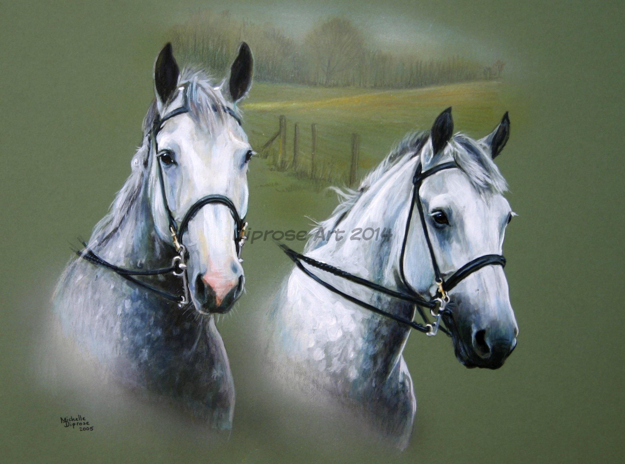 Acrylics on board - approx A3 - horse portraits - Beautiful dapple grey Irish Draught Horses.