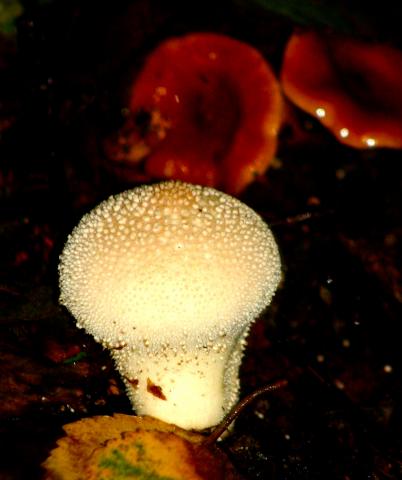 photo fungus Diprose